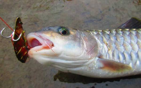 钓军鱼钓底还是钓半水?