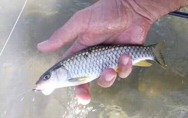 钓军鱼钓底还是钓半水?