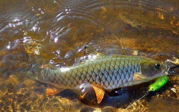 路亚怎么钓军鱼上鱼快?