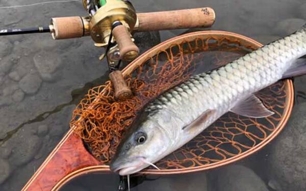 路亚怎么钓军鱼上鱼快?