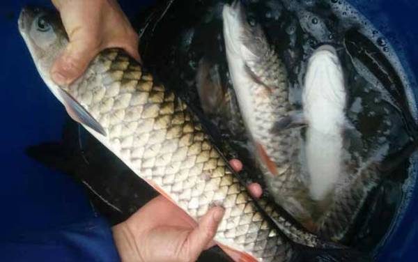 军鱼晚上路亚能钓到吗?