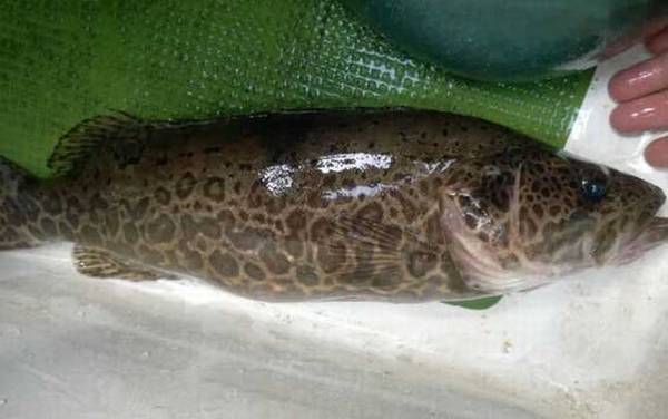 夏天为什么钓不到鳜鱼?