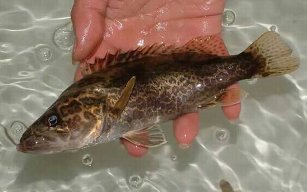 夏天为什么钓不到鳜鱼?