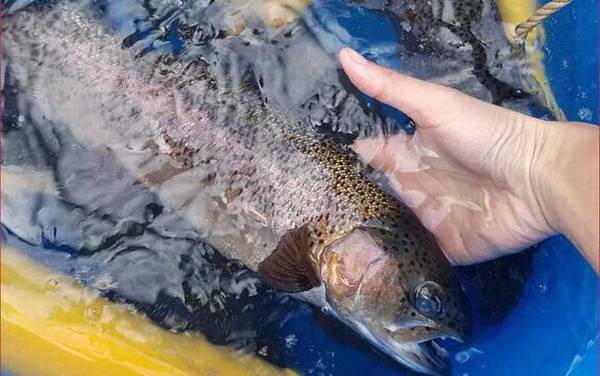 手竿钓虹鳟鱼技巧及注意事项