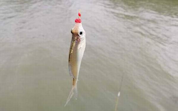 鳑鲏鱼钓底还是钓浮?