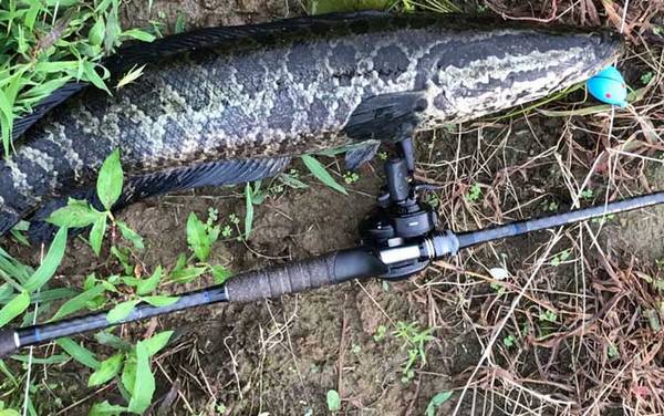 新手怎样抛路亚竿?