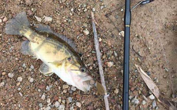 为什么初学路亚钓不到鱼?