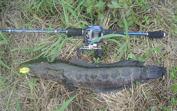 为什么初学路亚钓不到鱼?