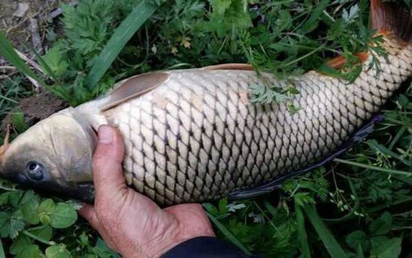 野钓怎么调漂最实用?