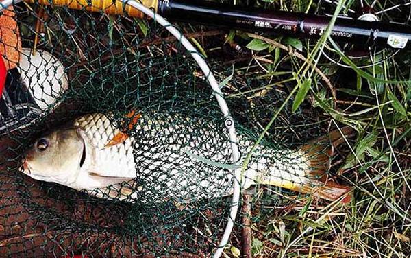 谷麦钓法绝招及注意事项