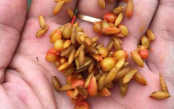 谷麦钓法逗钓教学及注意事项