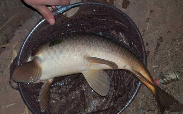 谷麦钓法能夜钓吗?