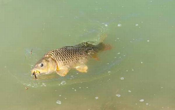 谷麦钓法怎么选钓位合适?