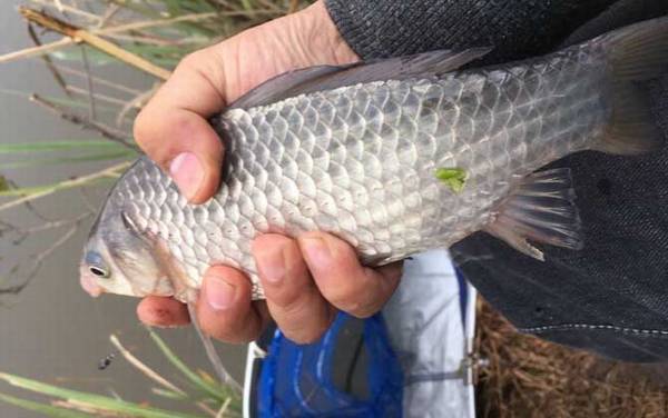 谷麦钓法怎么选钓位合适?