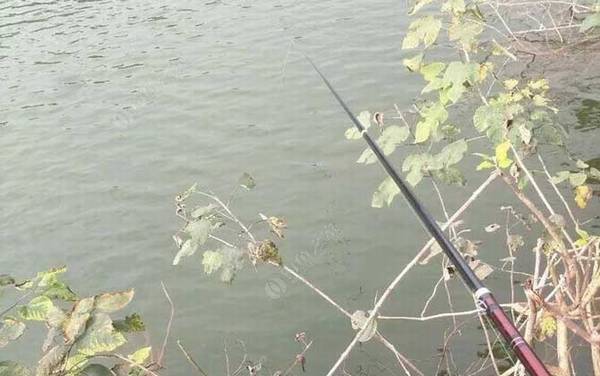 怎样用谷麦钓法钓鱼?