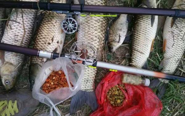 谷麦钓法能夜钓吗?