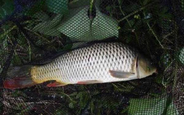 谷麦钓法如何找窝最好钓?