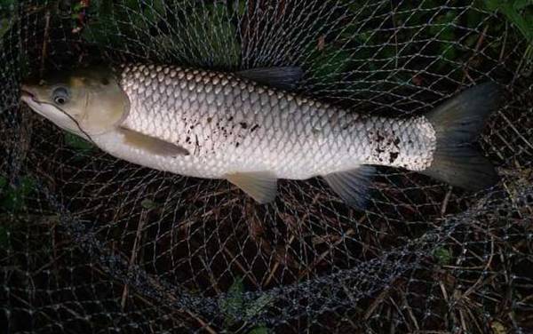 谷麦钓调漂找底有什么技巧?