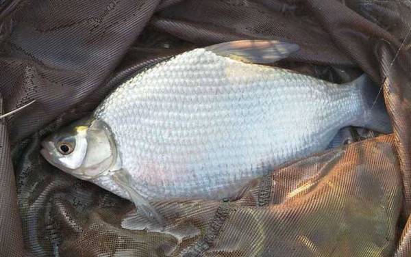 谷麦钓打窝多久开始钓?