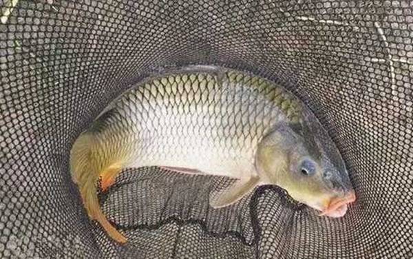 鱼塘钓鱼技巧和口诀