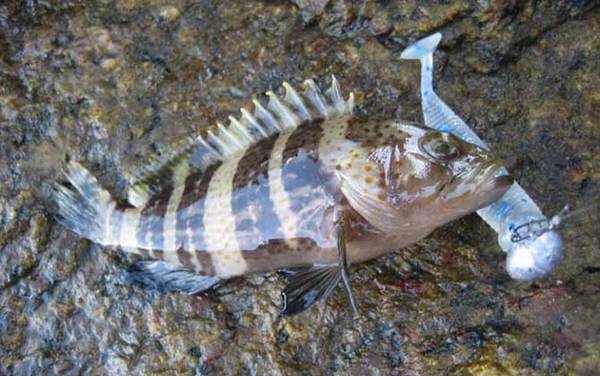 钓鱼方法及技巧大全