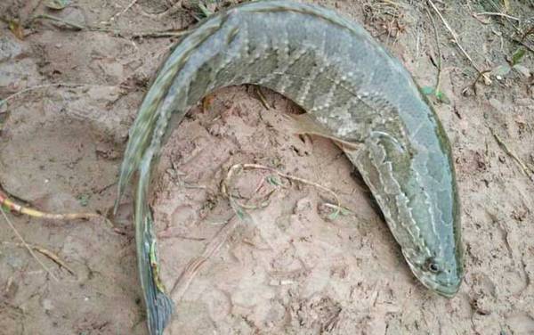 用猪肝钓黑鱼一般钓多深?