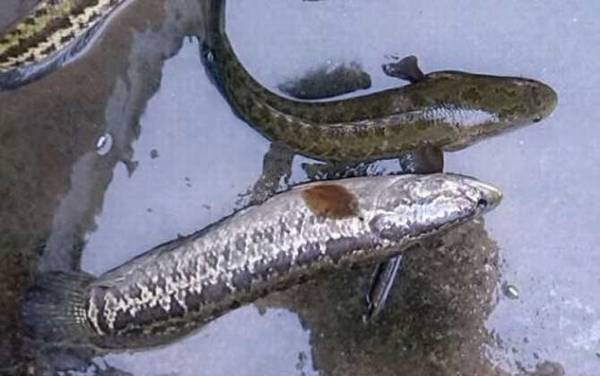 手竿怎么钓黑鱼最有效?