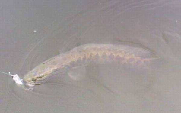 野生水域怎么找大黑鱼?