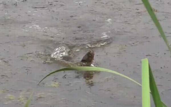 野生水域怎么找大黑鱼?