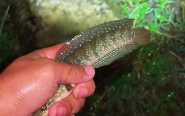 七星鱼怎么钓才容易上钩?