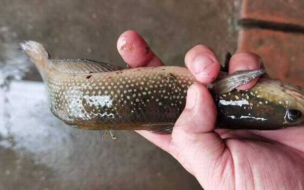 七星鱼怎么钓才容易上钩?