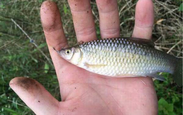 麦穗鱼闹窝怎么钓鲫鱼?