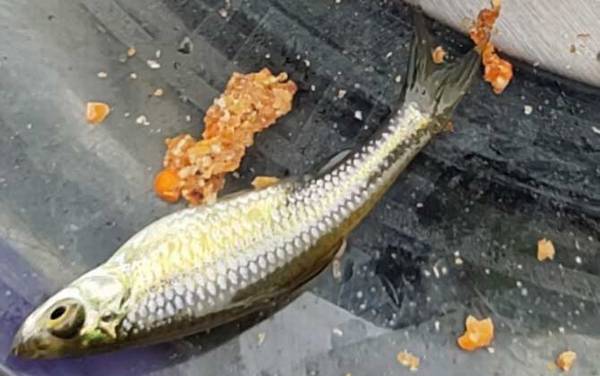 钓鱼麦穗鱼太多怎么办?