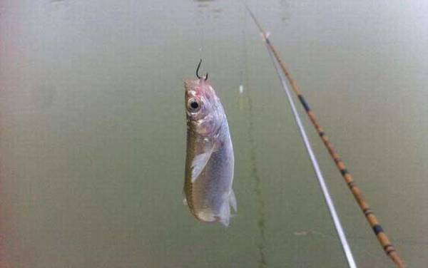 春天钓鱼技巧及饵料配方