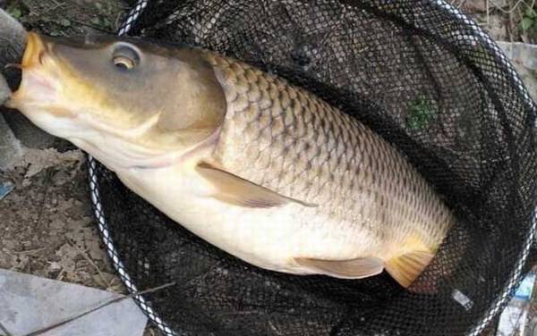 初夏钓鱼实用技巧大全