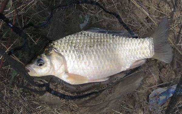 深秋钓鱼技巧全知识