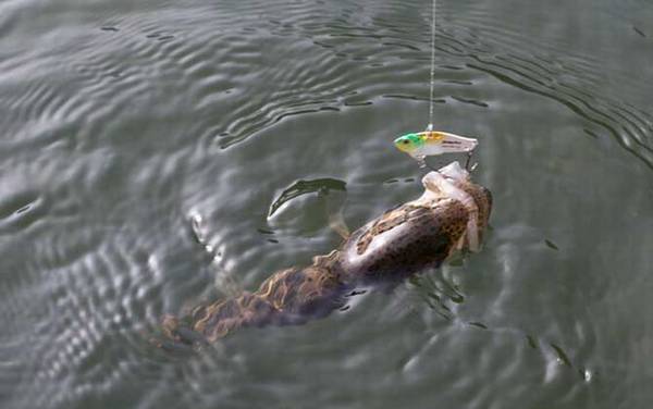 秋季钓鱼技巧及饵料配方