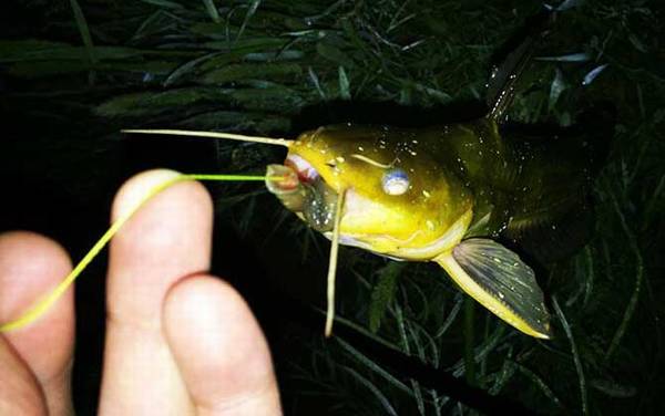 晚上钓黄颡鱼是钓远还是近?