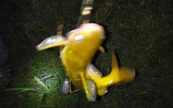 晚上钓黄颡鱼是钓远还是近?