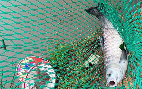 钓青鱼正确挂螺蛳方法