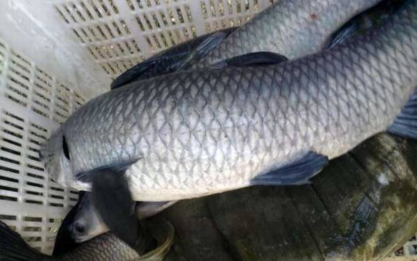 用蓝莓钓青鱼最佳调漂是几目?