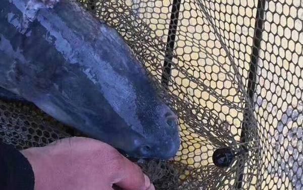 用蓝莓钓青鱼最佳调漂是几目?