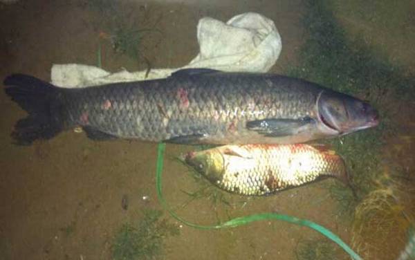 冬天钓青鱼的最佳方法是哪种?