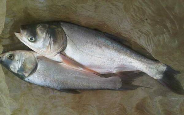 钓白鲢花鲢正确钓法及注意事项