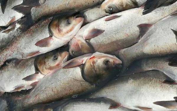 怎样才能钓到鲢鱼?