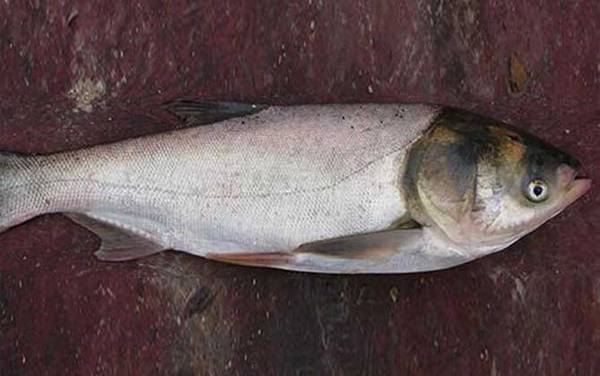 钓鲢鳙鱼一天什么时候最好?