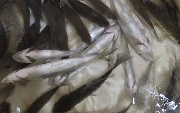 钓白条鱼怎么调漂减少空钩?