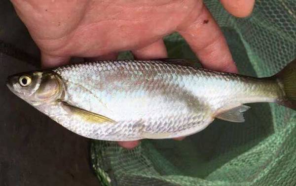 钓白条鱼什么时间段最好?