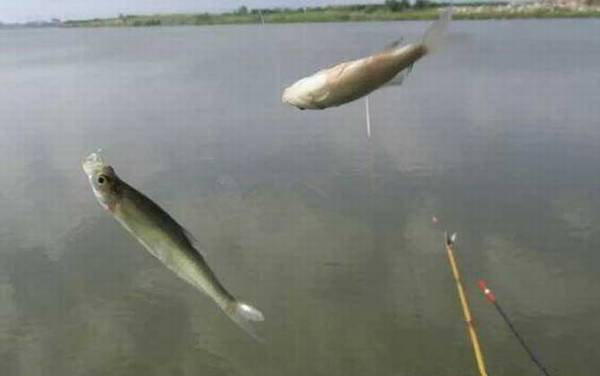 钓白条鱼什么时间段最好?