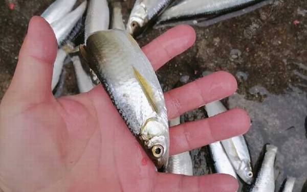 钓白条鱼什么时间段最好?